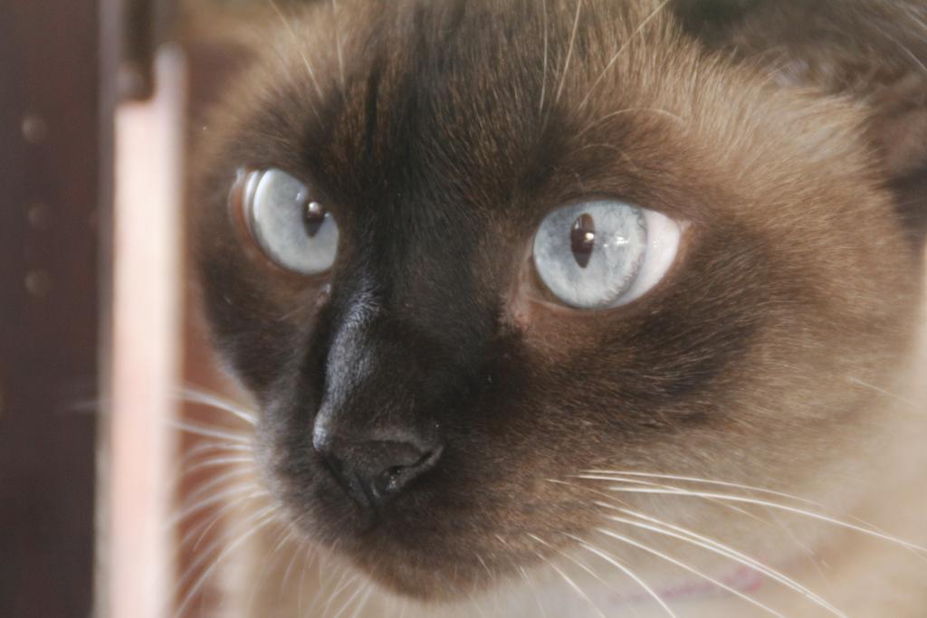 Pousada Pura Vida มาเรเซียส ภายนอก รูปภาพ